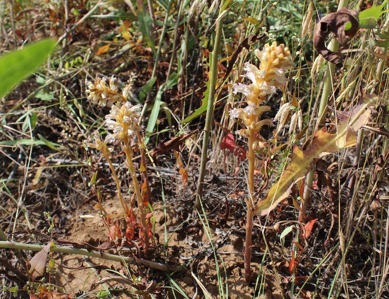 Orobanche grenieri, photographed by Dmitriy Bochkov