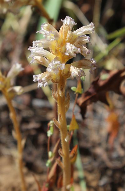 Orobanche grenieri, photographed by Dmitriy Bochkov
