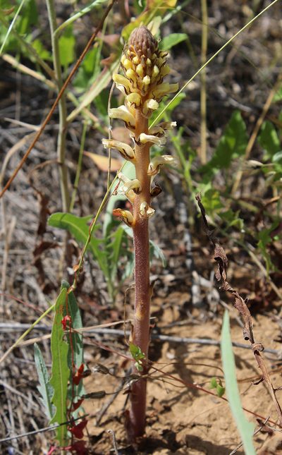 Orobanche grenieri, photographed by Dmitriy Bochkov