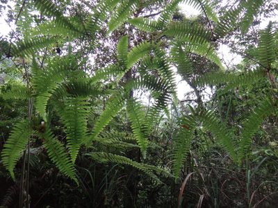 Dicranopteris tetraphylla, photographed by 呂一起(Lyu yi-chi)