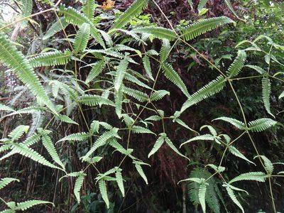 Dicranopteris tetraphylla, photographed by 呂一起(Lyu yi-chi)