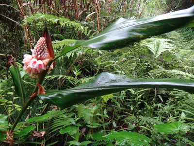 Alpinia shimadae, photographed by 呂一起(Lyu yi-chi)