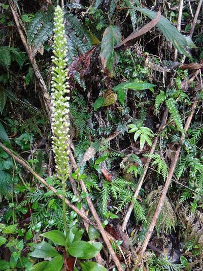 Goodyera procera, photographed by 呂一起(Lyu yi-chi)