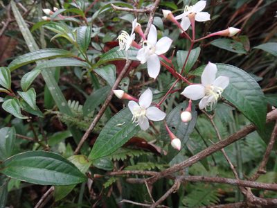 Bredia oldhamii, photographed by 呂一起(Lyu yi-chi)