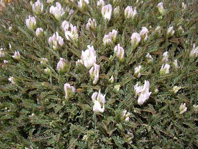 Astragalus angustifolius, photographed by bernhard_hiller