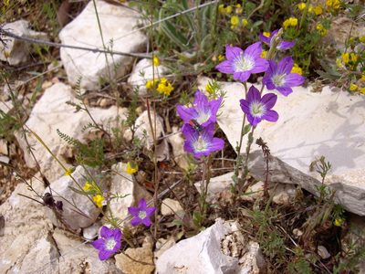 Legousia pentagonia, photographed by bernhard_hiller