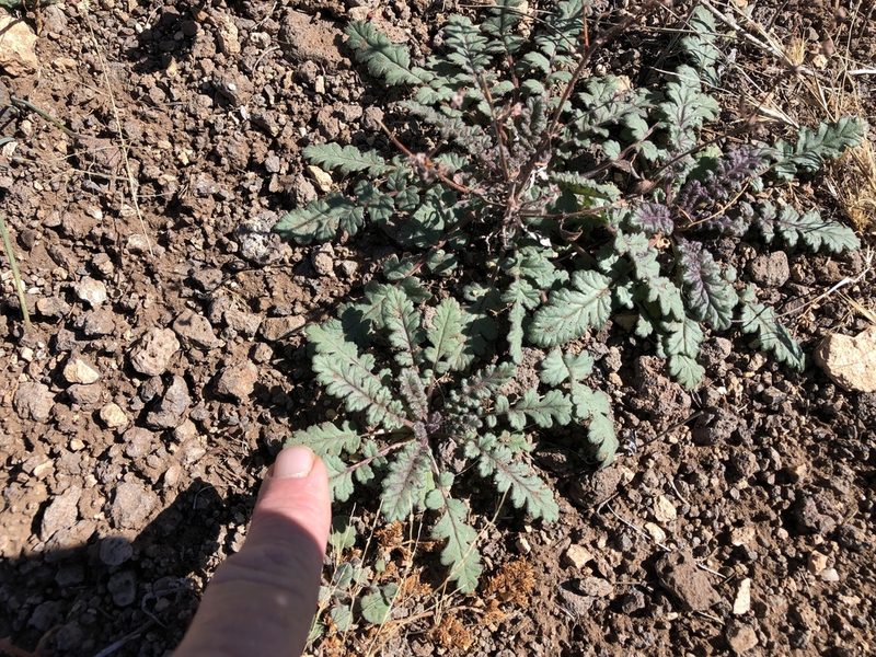Phacelia arizonica, photographed by CK2AZ