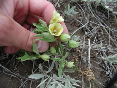 Physalis pumila, photographed by Colin Croft