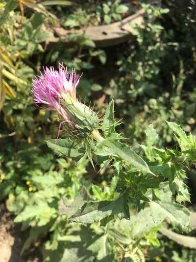 Cirsium mexicanum, photographed by Juanito Escamilla