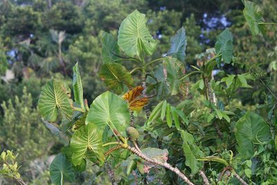 Montrichardia linifera, photographed by José Garrido