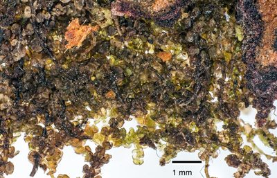 Frullania fugax, photographed by Jeremy Rolfe