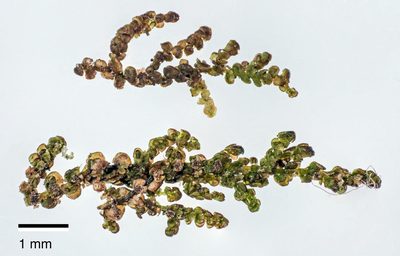 Frullania fugax, photographed by Jeremy Rolfe