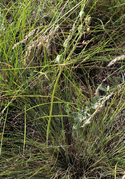 Loncomelos fischerianum, photographed by Dmitriy Bochkov