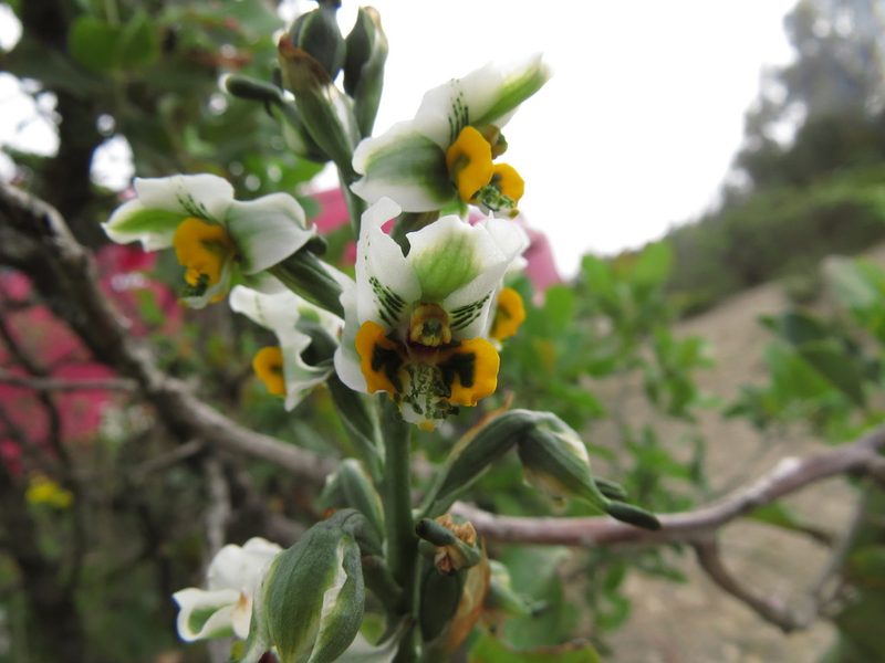 Gavilea platyantha, photographed by Nicolás Lavandero