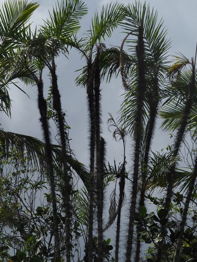 Bactris cubensis, photographed by carnifex