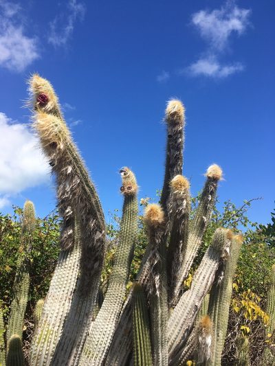 Pilosocereus millspaughii, photographed by Dodly
