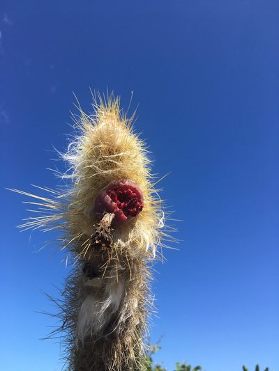 Pilosocereus millspaughii, photographed by Dodly