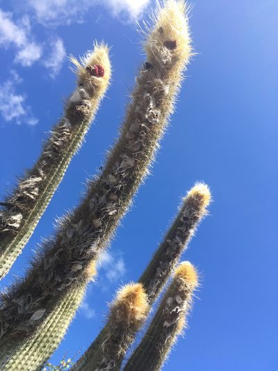 Pilosocereus millspaughii, photographed by Dodly