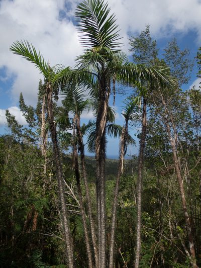 Bactris cubensis, photographed by carnifex