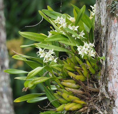 Prosthechea fragrans, photographed by carnifex