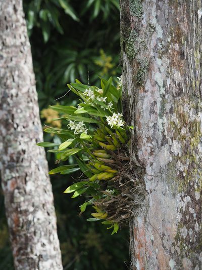 Prosthechea fragrans, photographed by carnifex