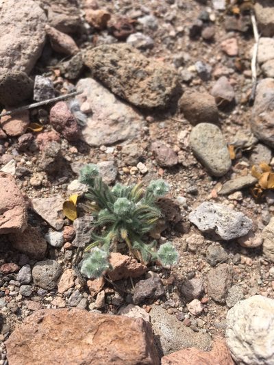 Johnstonella pusilla, photographed by Cecelia Alexander