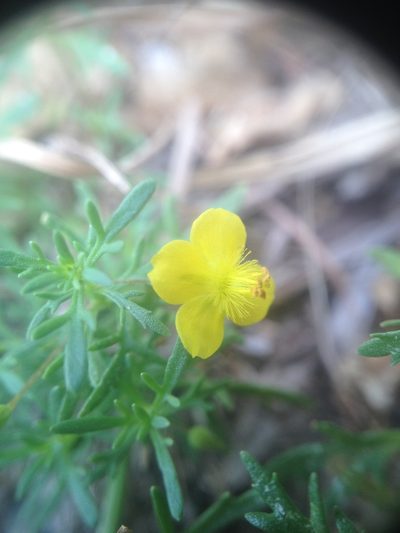Scoparia montevidensis, photographed by Étienne Lacroix-Carignan
