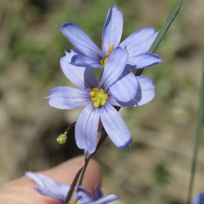Sisyrinchium sagittiferum, photographed by Laura Clark