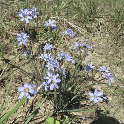 Sisyrinchium sagittiferum, photographed by Laura Clark