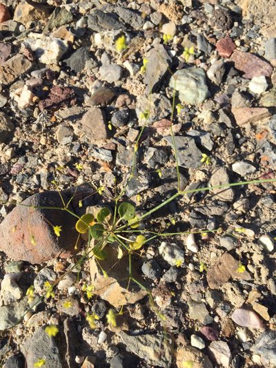 Eriogonum contiguum, photographed by Scott Loarie
