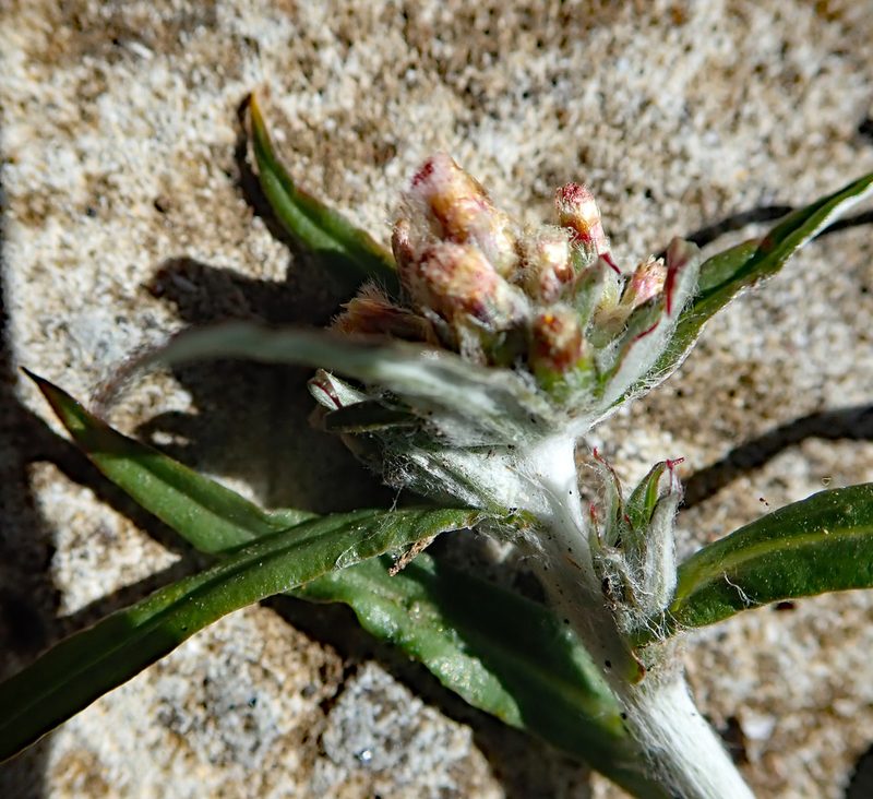 Euchiton involucratus, photographed by Peter de Lange