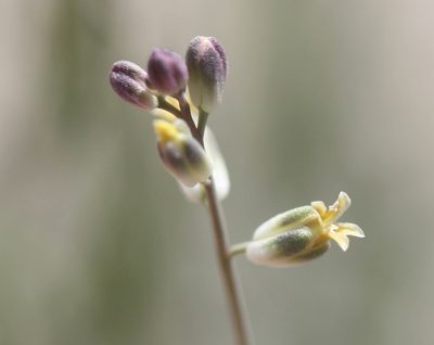 Streptanthus longirostris, photographed by Scott Loarie