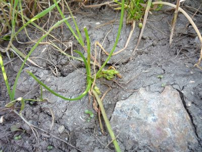 Triglochin scilloides, photographed by Andy Kleinhesselink