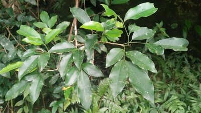 Glycosmis parviflora, photographed by Cheng-Te Hsu