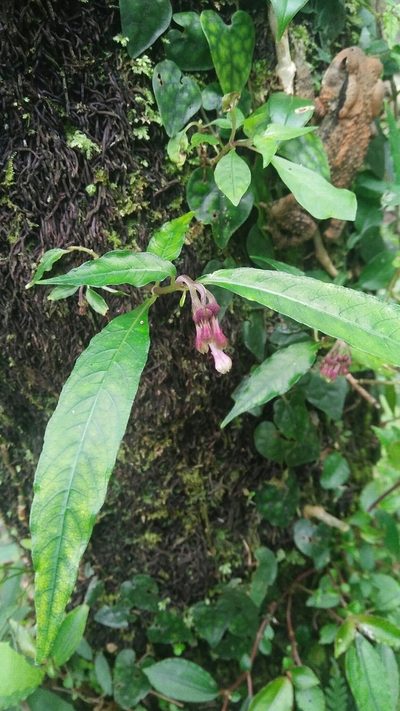Ophiorrhiza hayatana, photographed by Cheng-Te Hsu