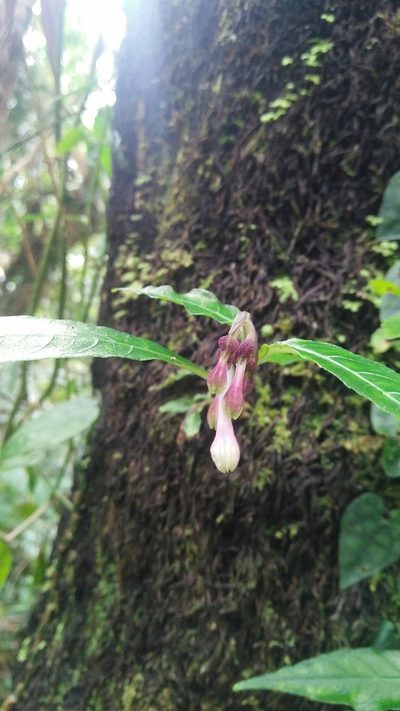 Ophiorrhiza hayatana, photographed by Cheng-Te Hsu