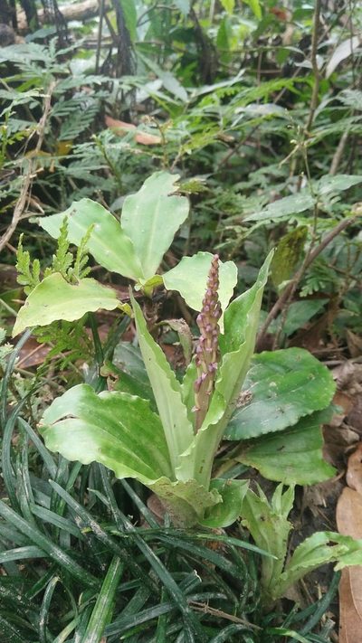 Liparis formosana, photographed by Cheng-Te Hsu