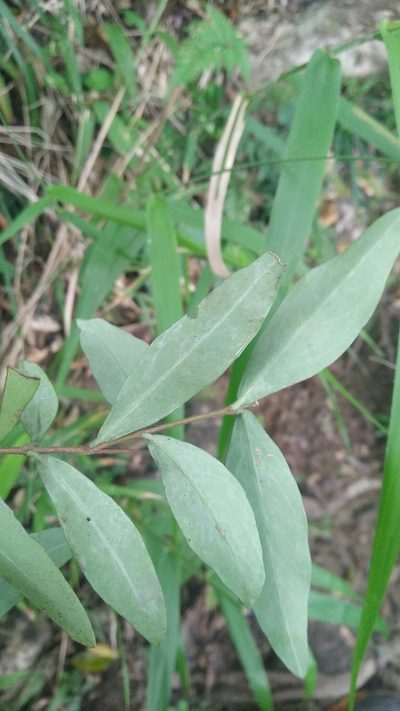 Wikstroemia lanceolata, photographed by Cheng-Te Hsu