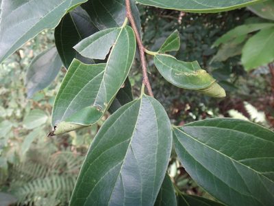 Celtis tetrandra, photographed by 呂一起(Lyu yi-chi)