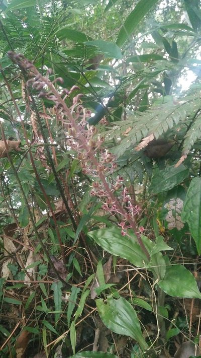 Liparis formosana, photographed by Cheng-Te Hsu