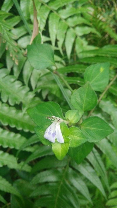 Rungia chinensis, photographed by Cheng-Te Hsu