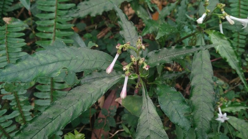 Ophiorrhiza hayatana, photographed by Cheng-Te Hsu