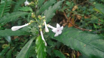 Ophiorrhiza hayatana, photographed by Cheng-Te Hsu