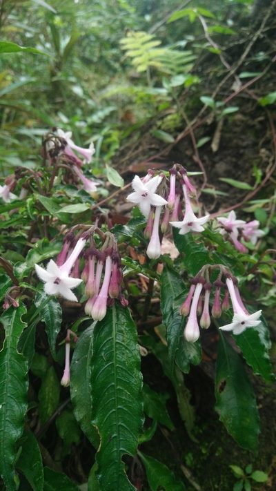 Ophiorrhiza hayatana, photographed by Cheng-Te Hsu