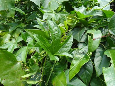 Momordica cochinchinensis, photographed by 呂一起(Lyu yi-chi)