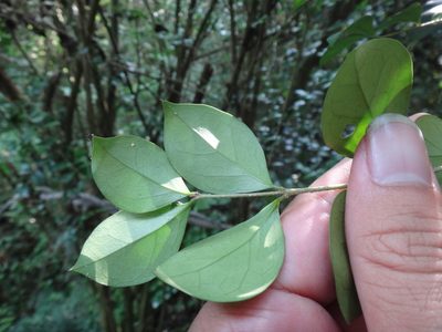 Ligustrum pricei, photographed by 呂一起(Lyu yi-chi)