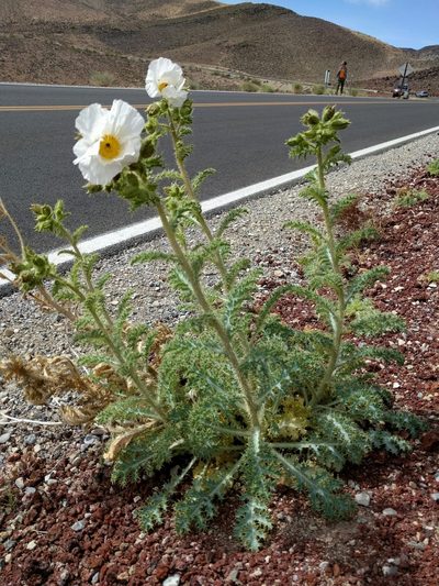 Argemone corymbosa, photographed by Ken-ichi Ueda