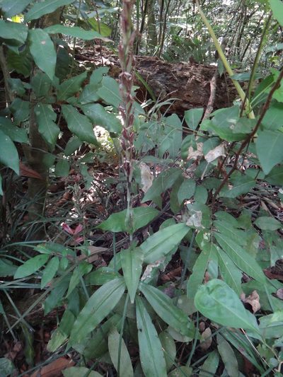 Habenaria stenopetala, photographed by 呂一起(Lyu yi-chi)