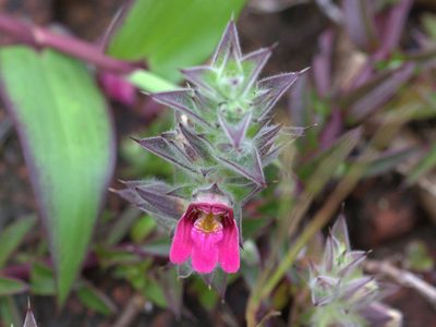Lepidagathis keralensis, photographed by Firos AK
