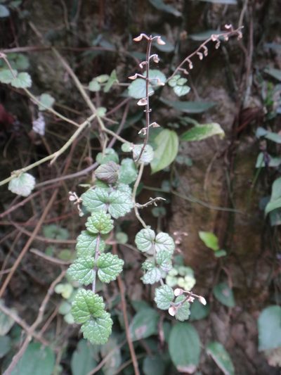 Scutellaria playfairii, photographed by 呂一起(Lyu yi-chi)